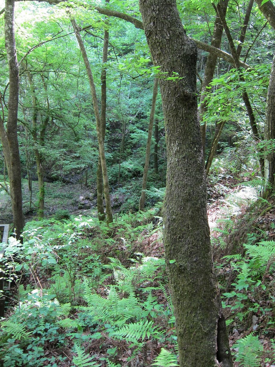 The Devil's Millhopper