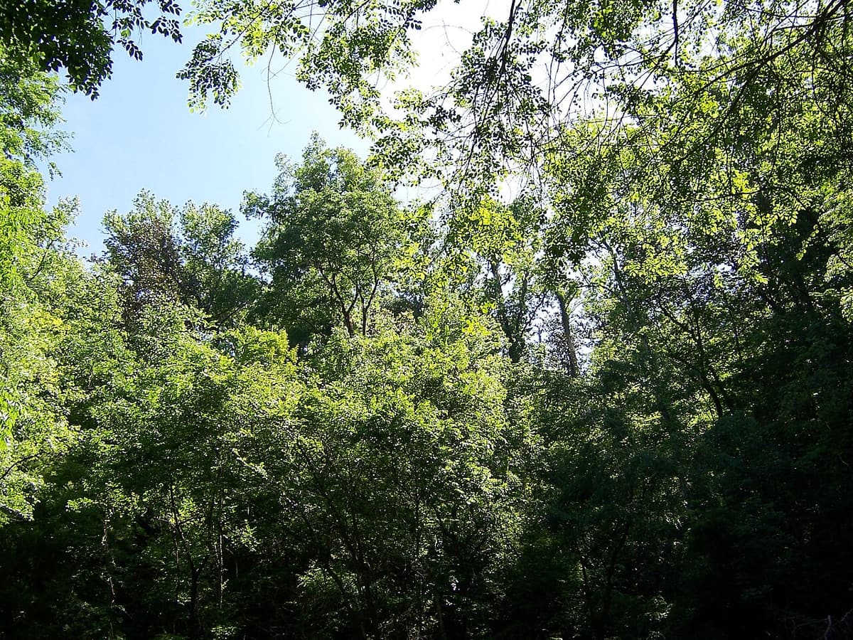 The Devil's Millhopper