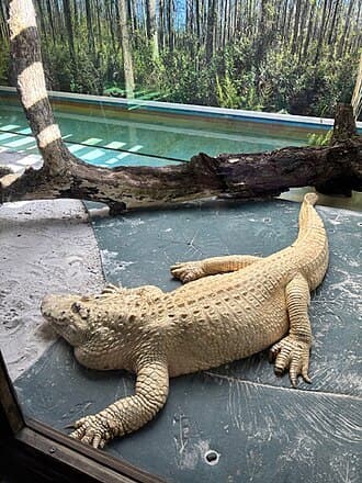 Gatorland