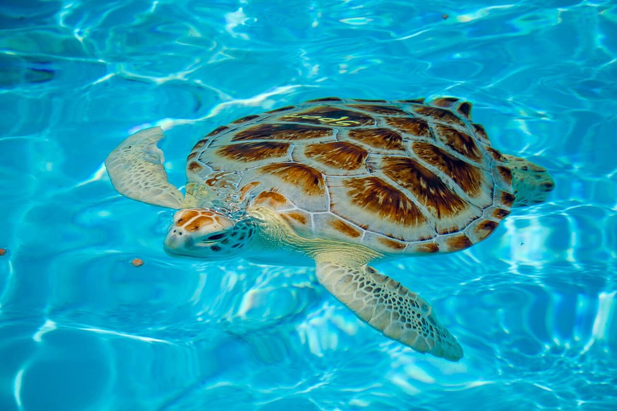 The Turtle Hospital